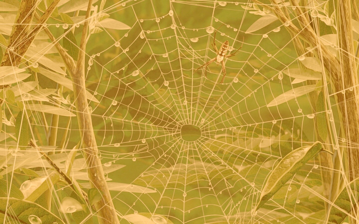 Паутина и паук обои