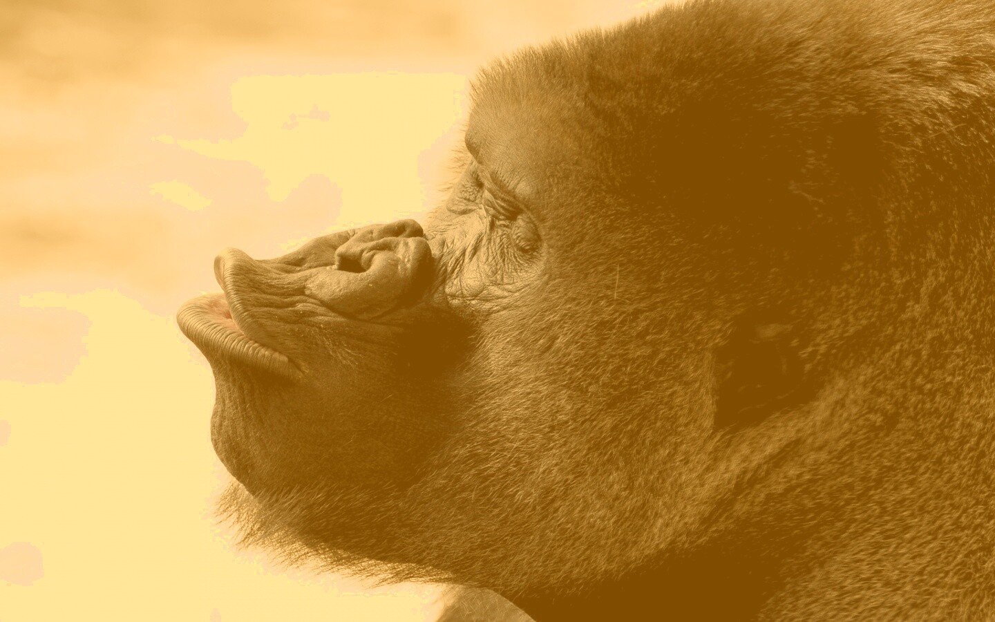 Горилла корчит рожи обои