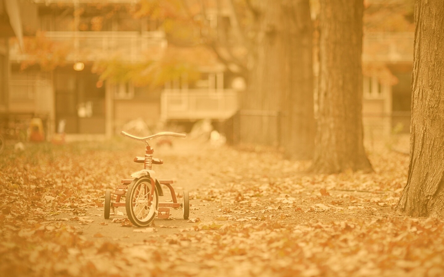 Трёхколёсный друг на осенней дорожке обои