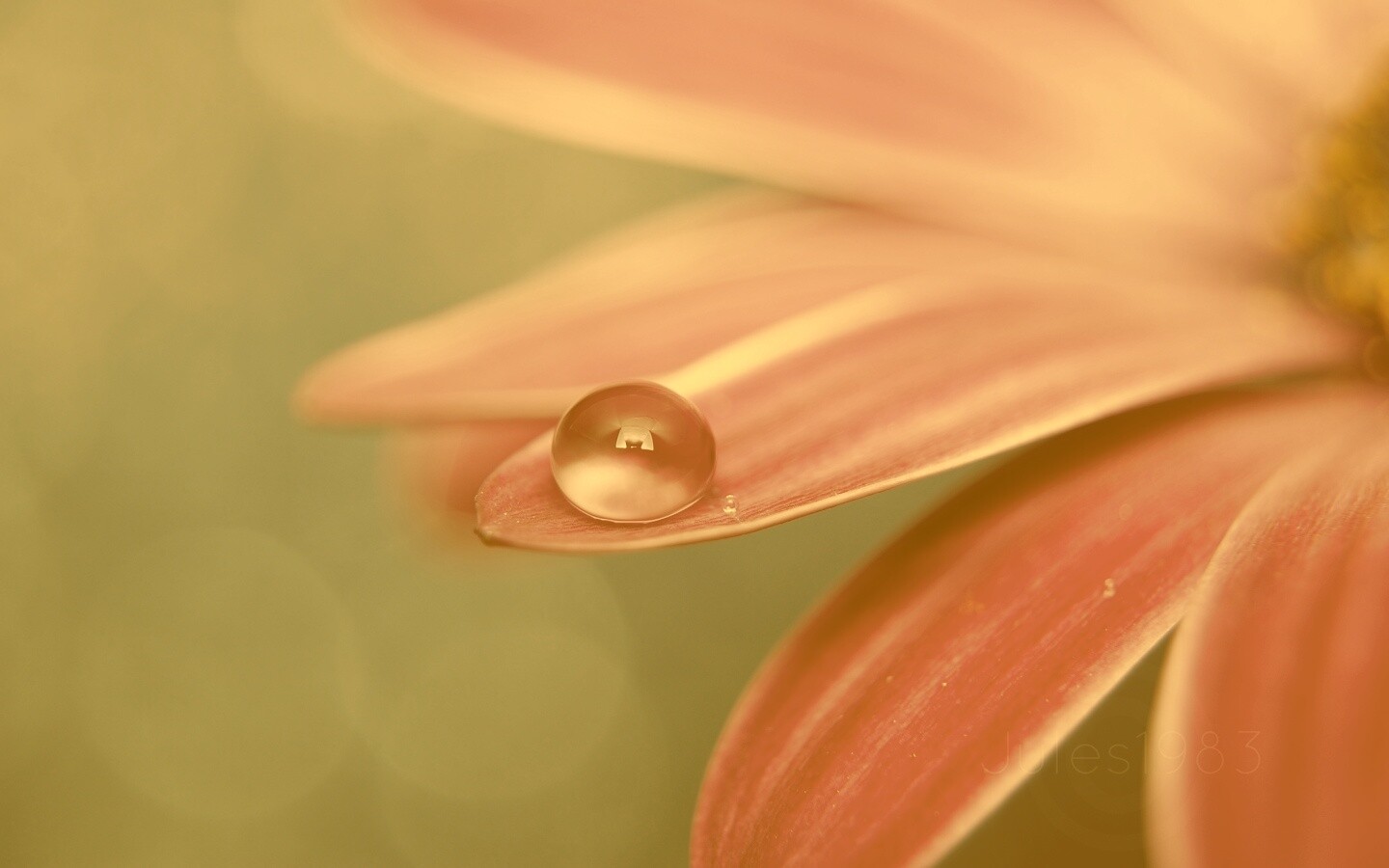 Капля на лепестке обои