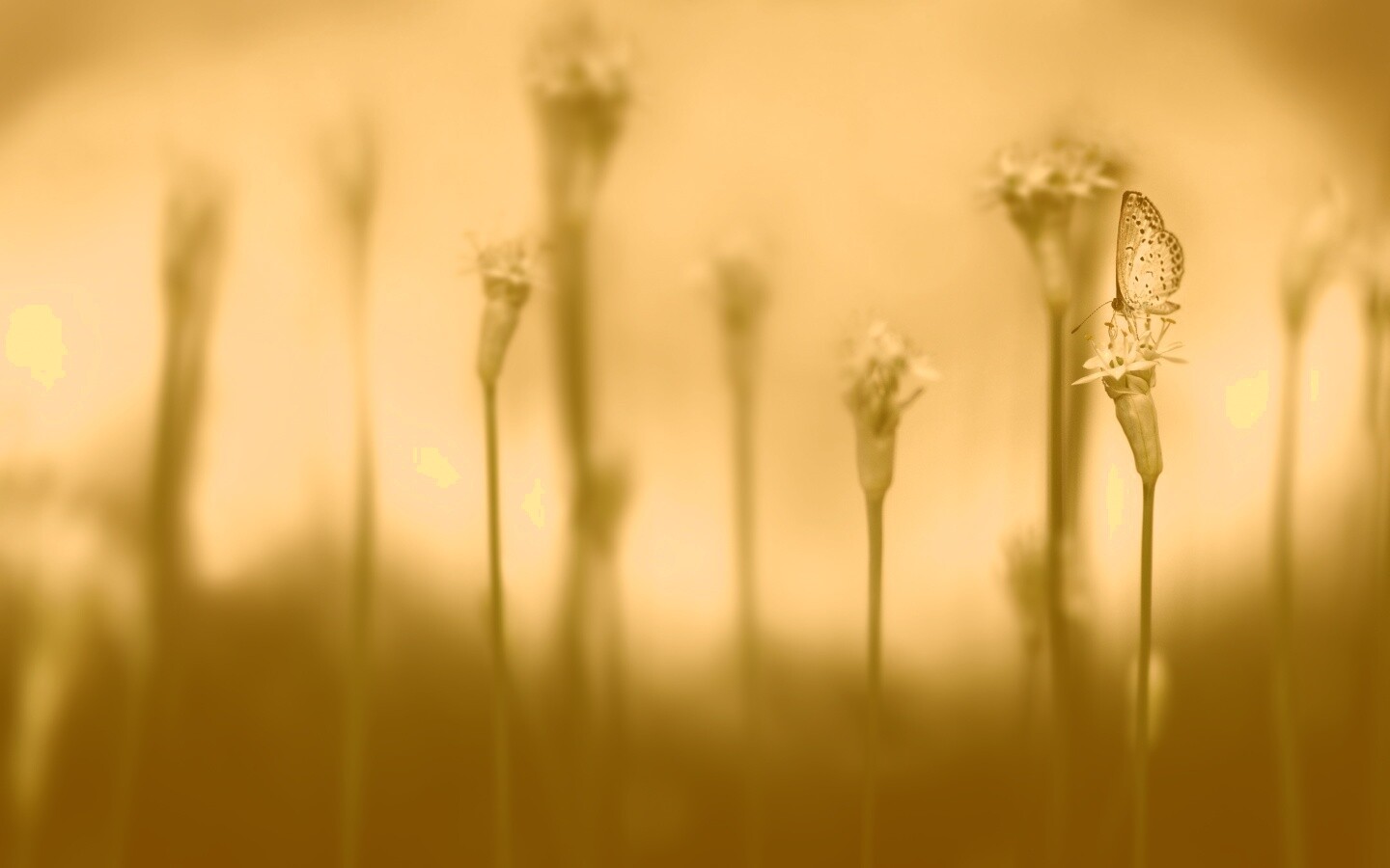 Бабочка на цветке обои