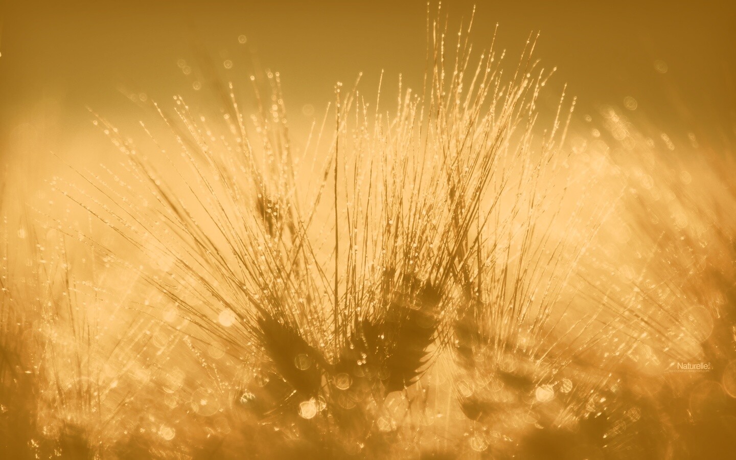 Трава на солнце обои