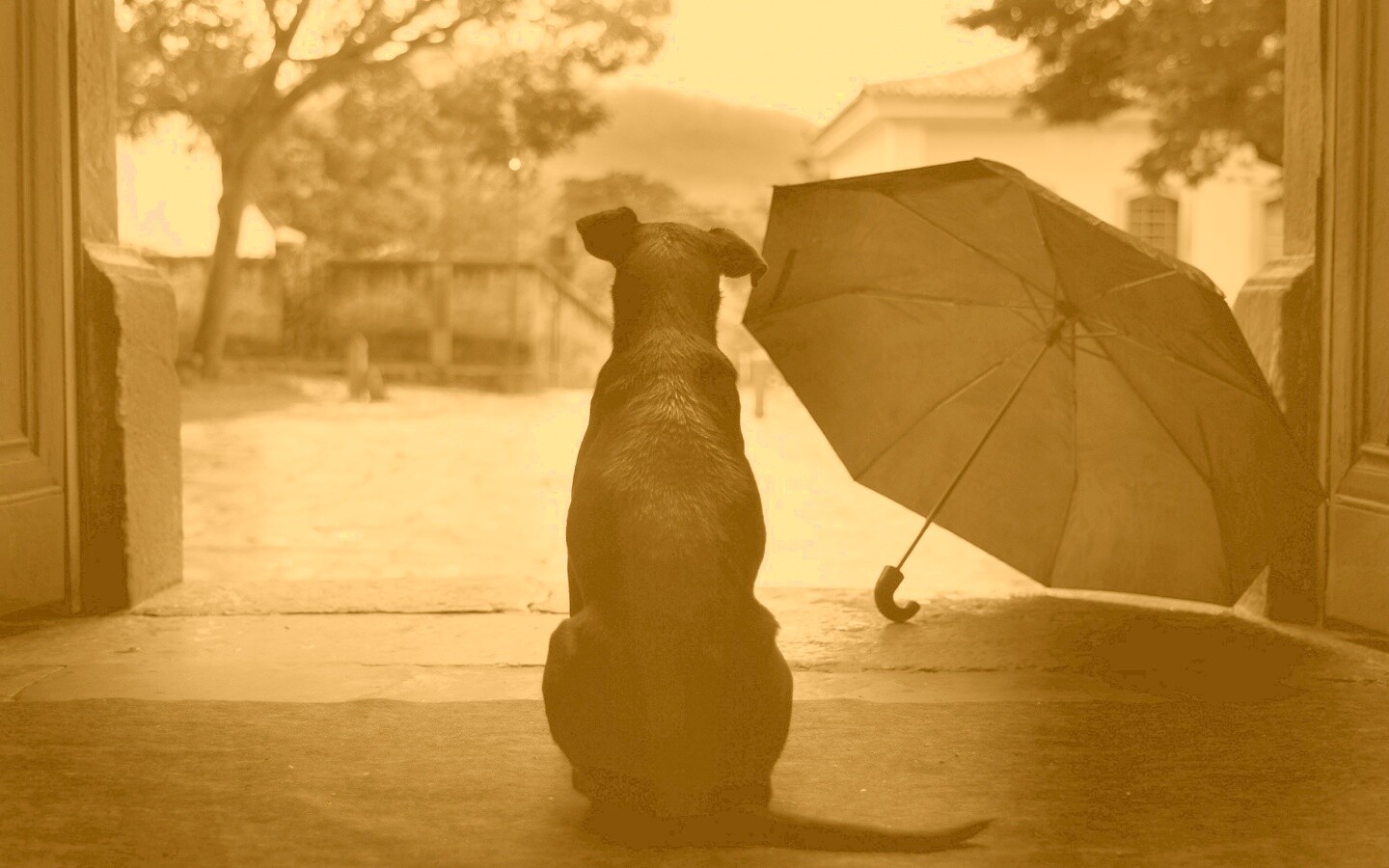 Собака и зонтик обои