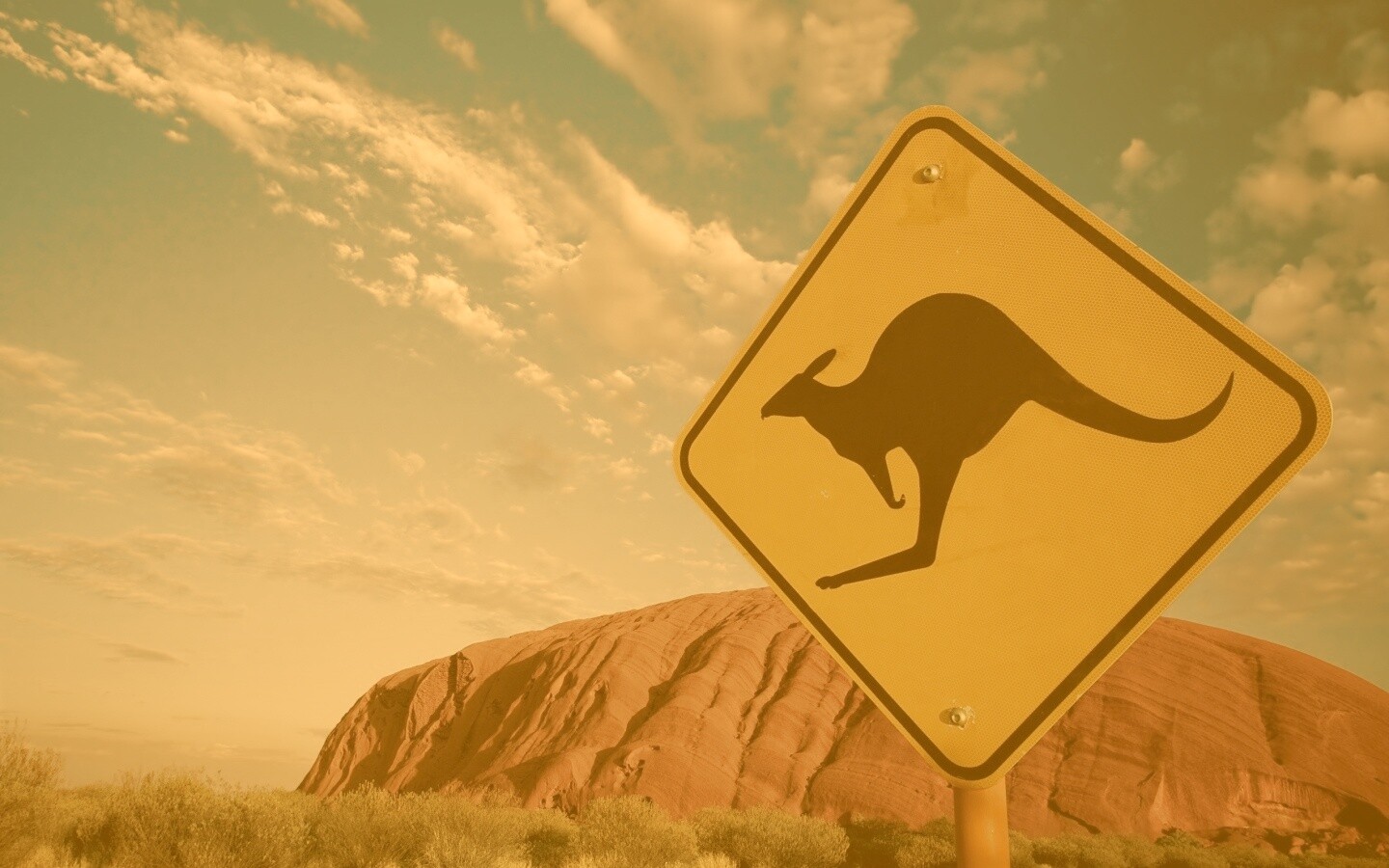 Осторожно, кенгуру! обои