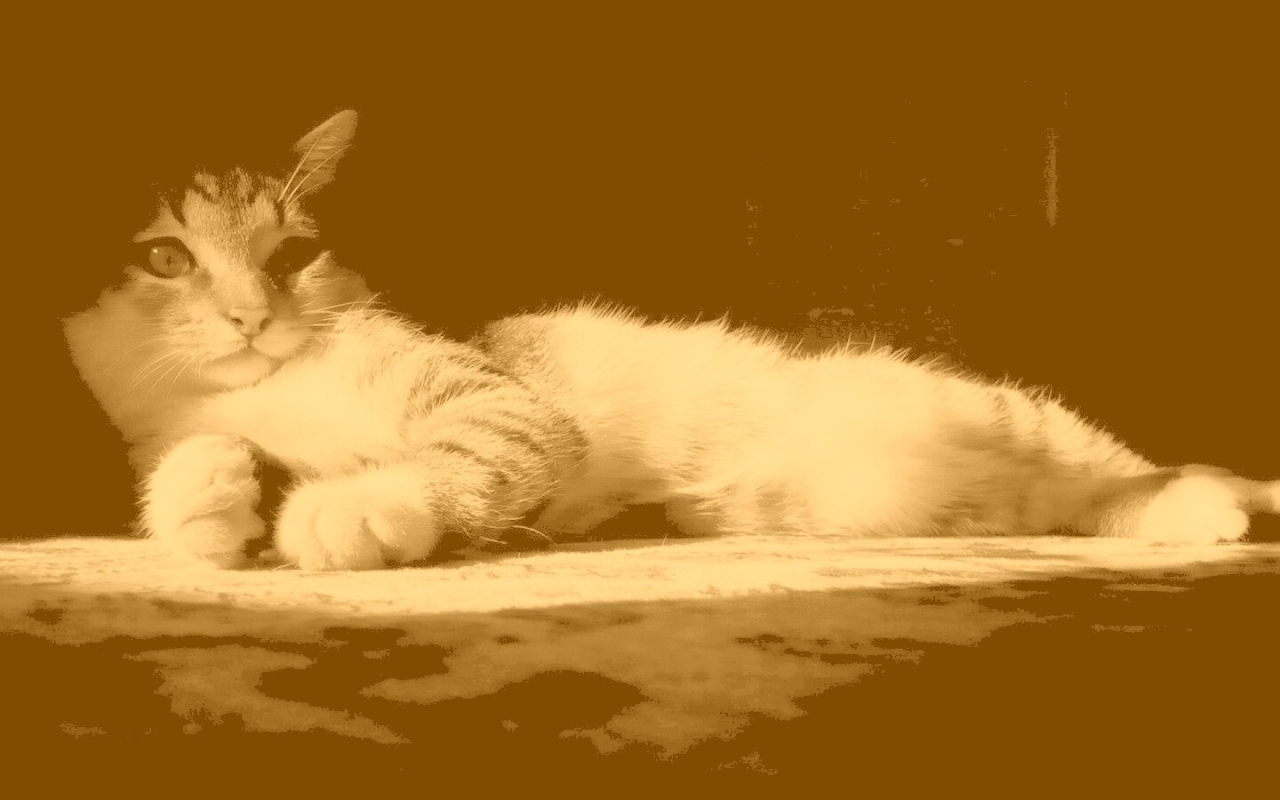 Котик в тени обои