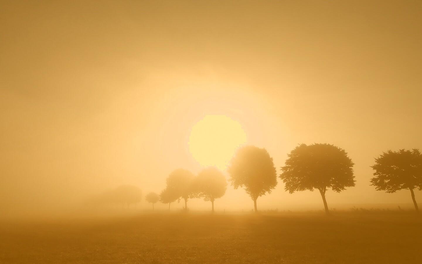 Деревья в поле обои