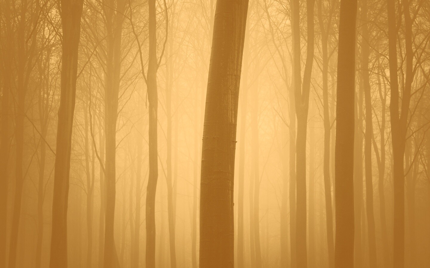 Туман в лесу обои