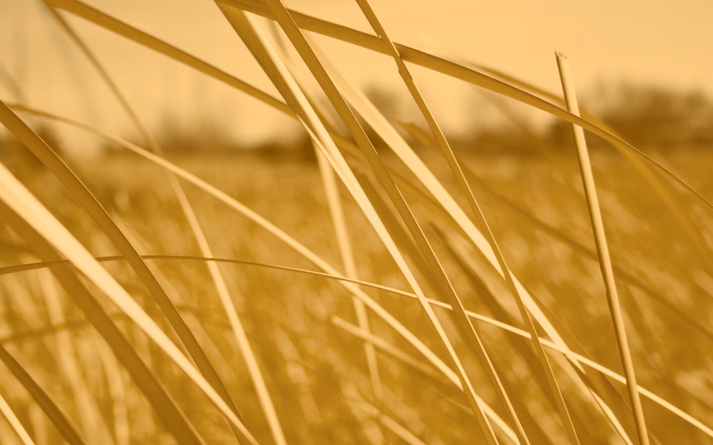 Желтая трава обои