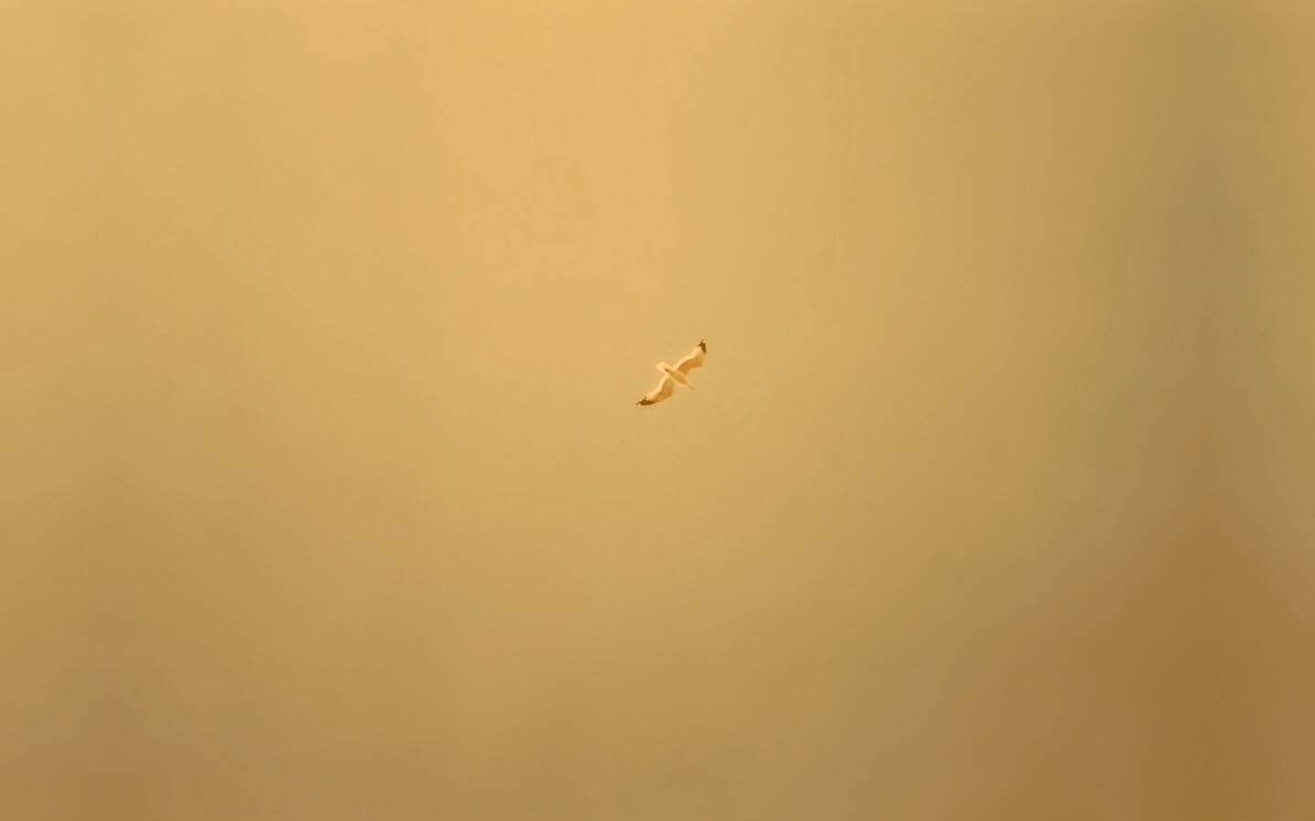 Полет  обои