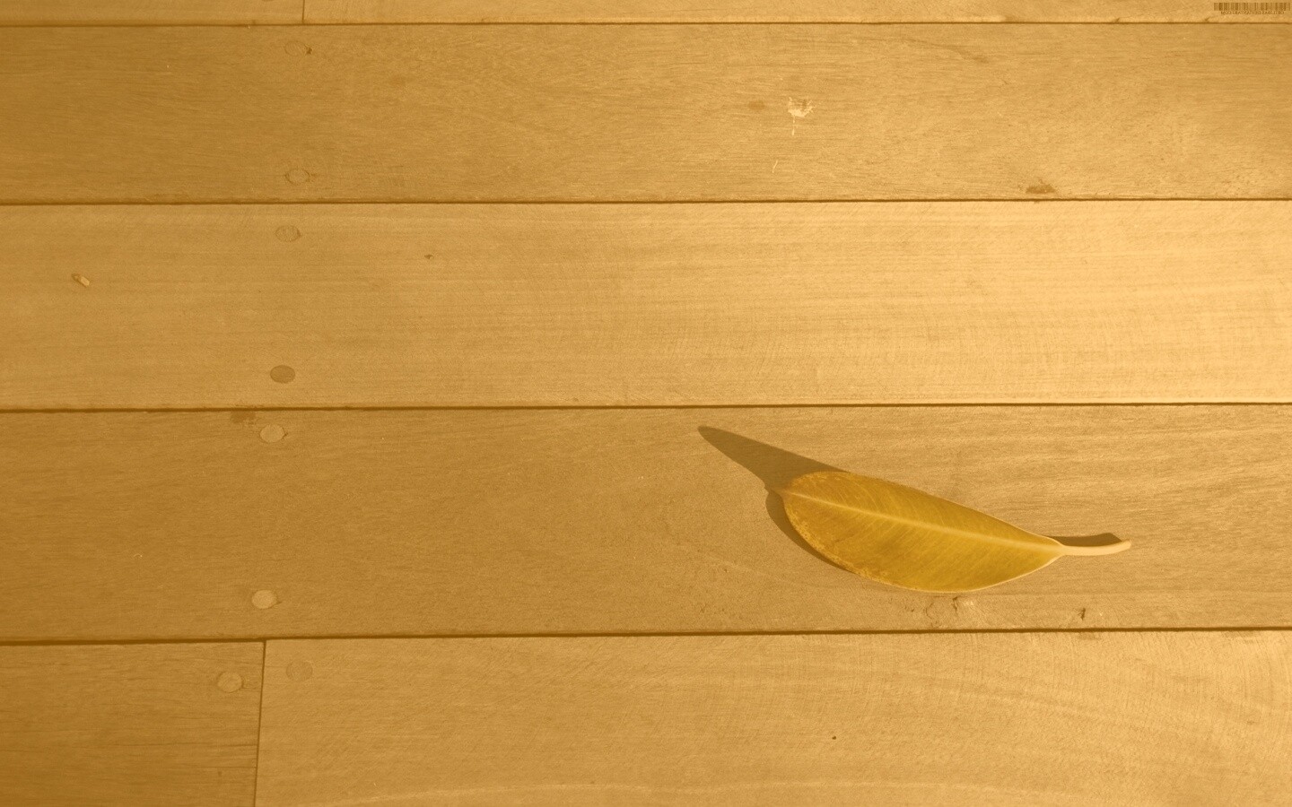 Лист на деревянном полу обои