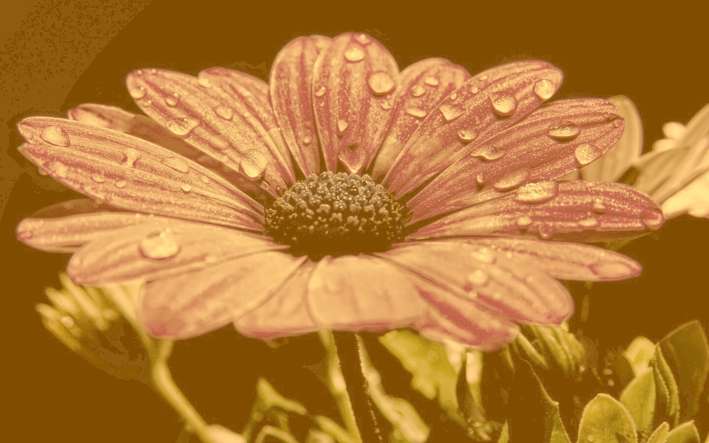 Мокрый от росы фиолетовый цветок обои