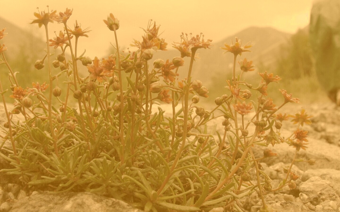 Горные цветы обои