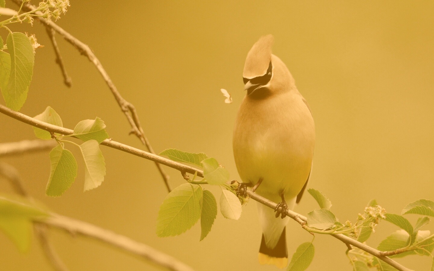 Оранжевая птичка обои