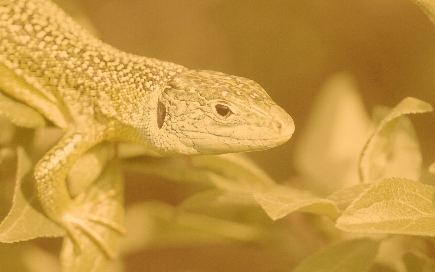 Ящерка на листьях обои