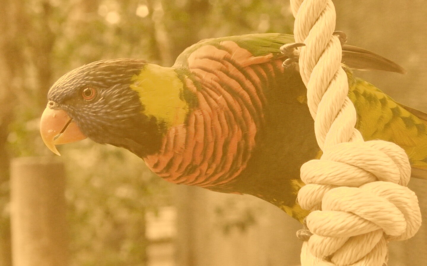 Попугай на канате обои