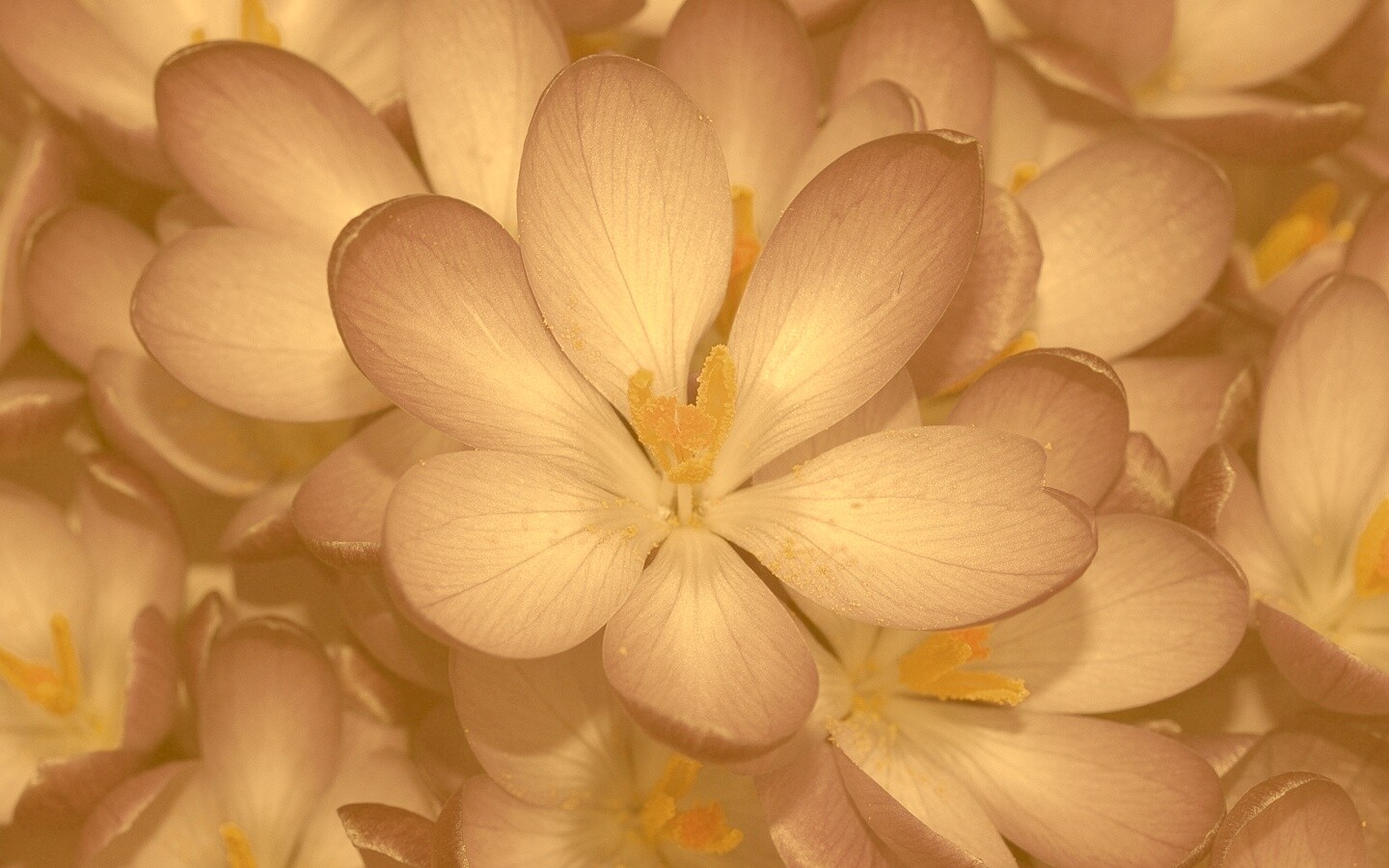 Сиреневый цветок обои