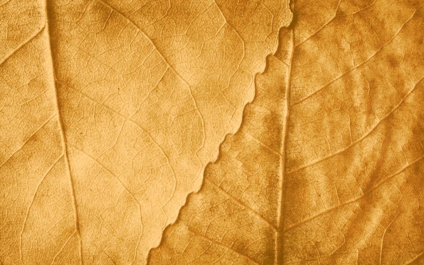 Текстура желтых увядших листьев обои