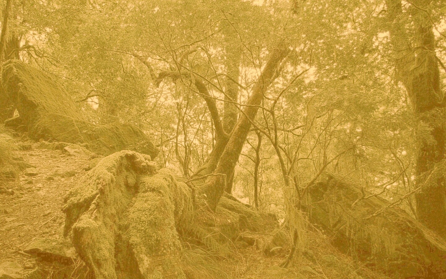 Чаща мшистого леса обои