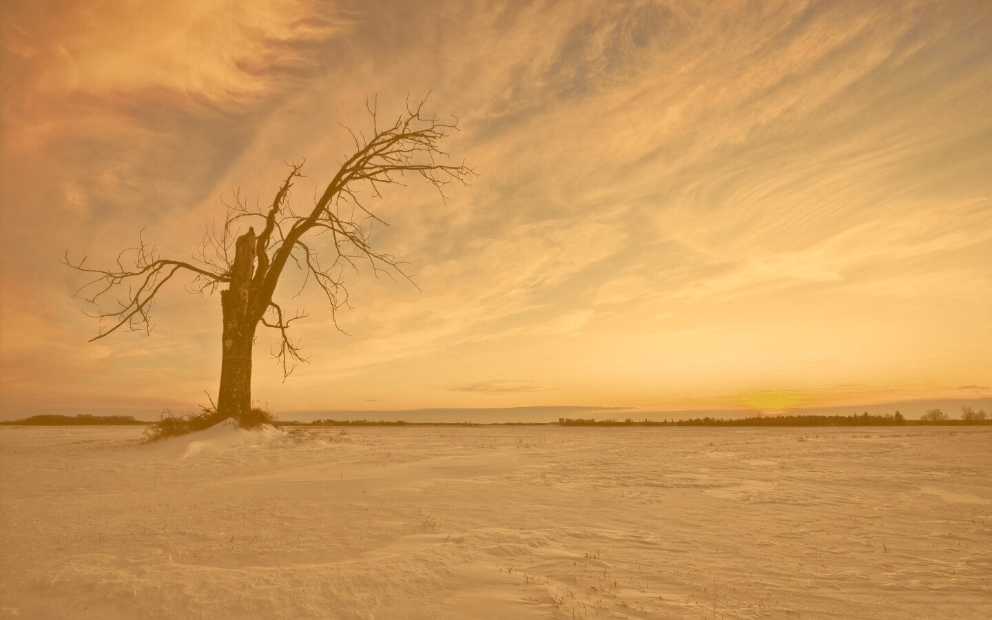 Сломанное дерево в снежной тундре обои