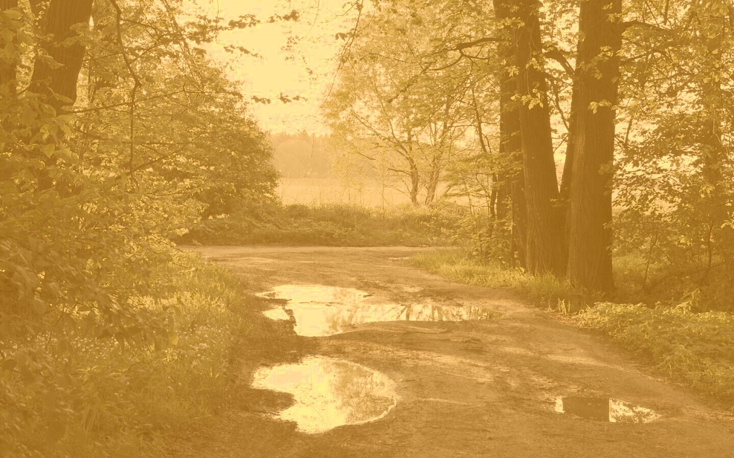 Лесная дорога обои