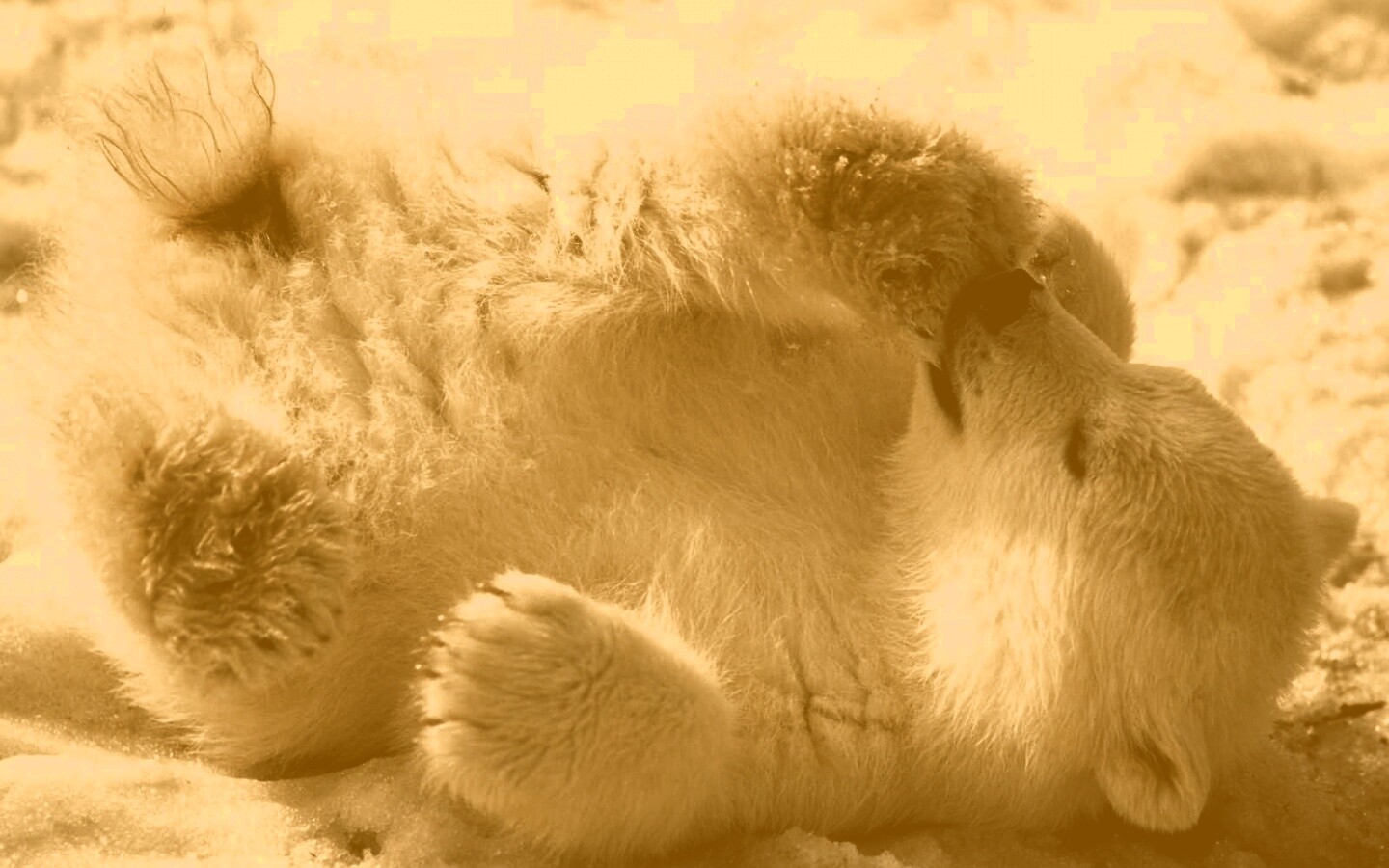 Мишка на севере обои