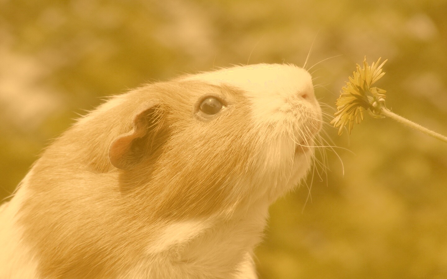 Морская свинка - романтик обои