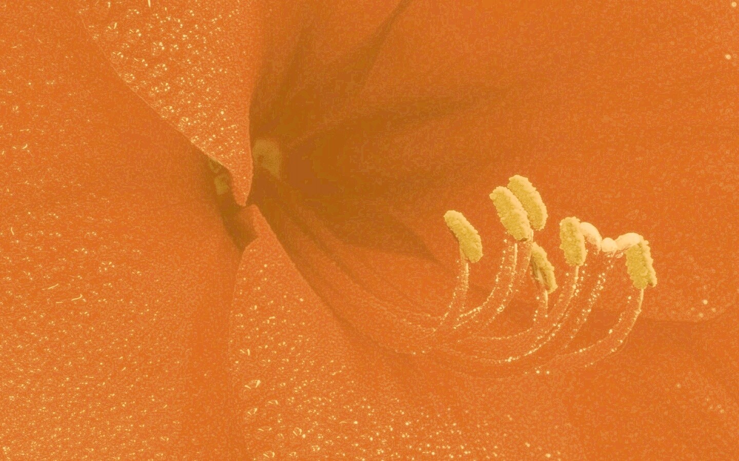 Красная манящая лилия обои