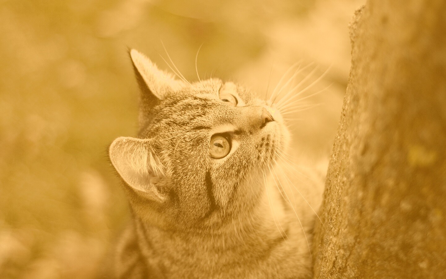 Кошак на дереве обои