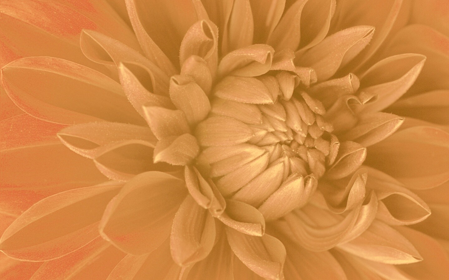 Цветок обои