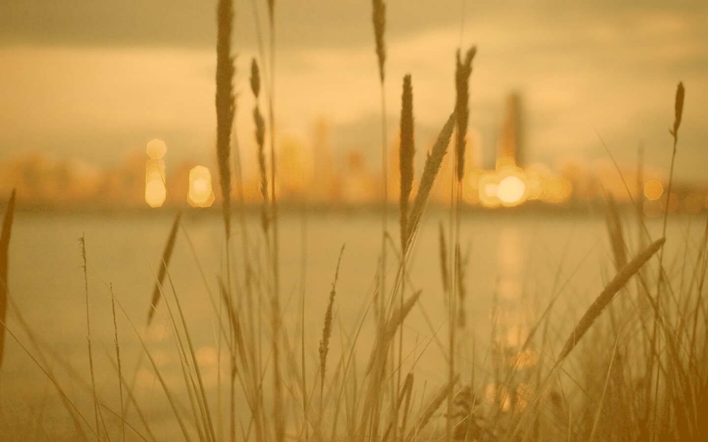 Камыш на фоне вечерних огней обои