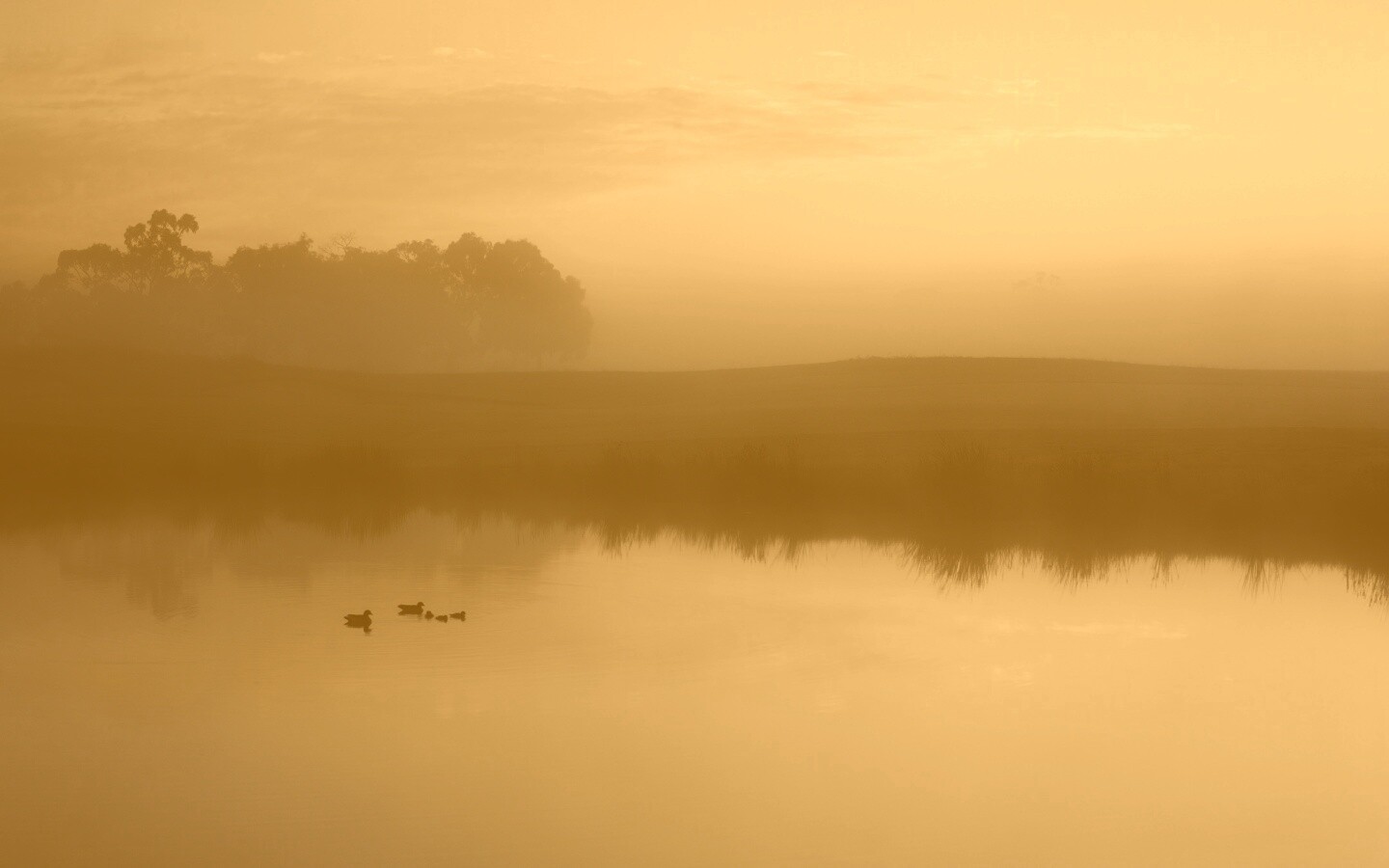 Ducks on a Misty Pond обои