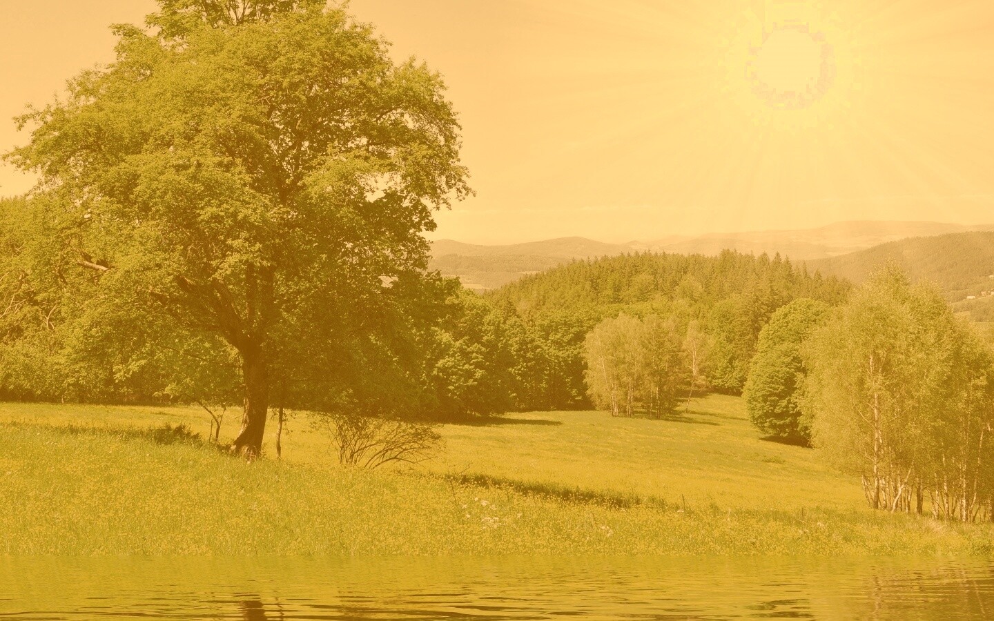 Дерево у воды обои