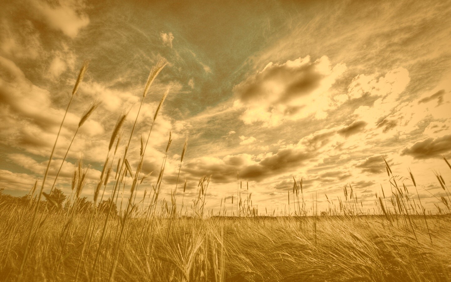 HDR Поле обои