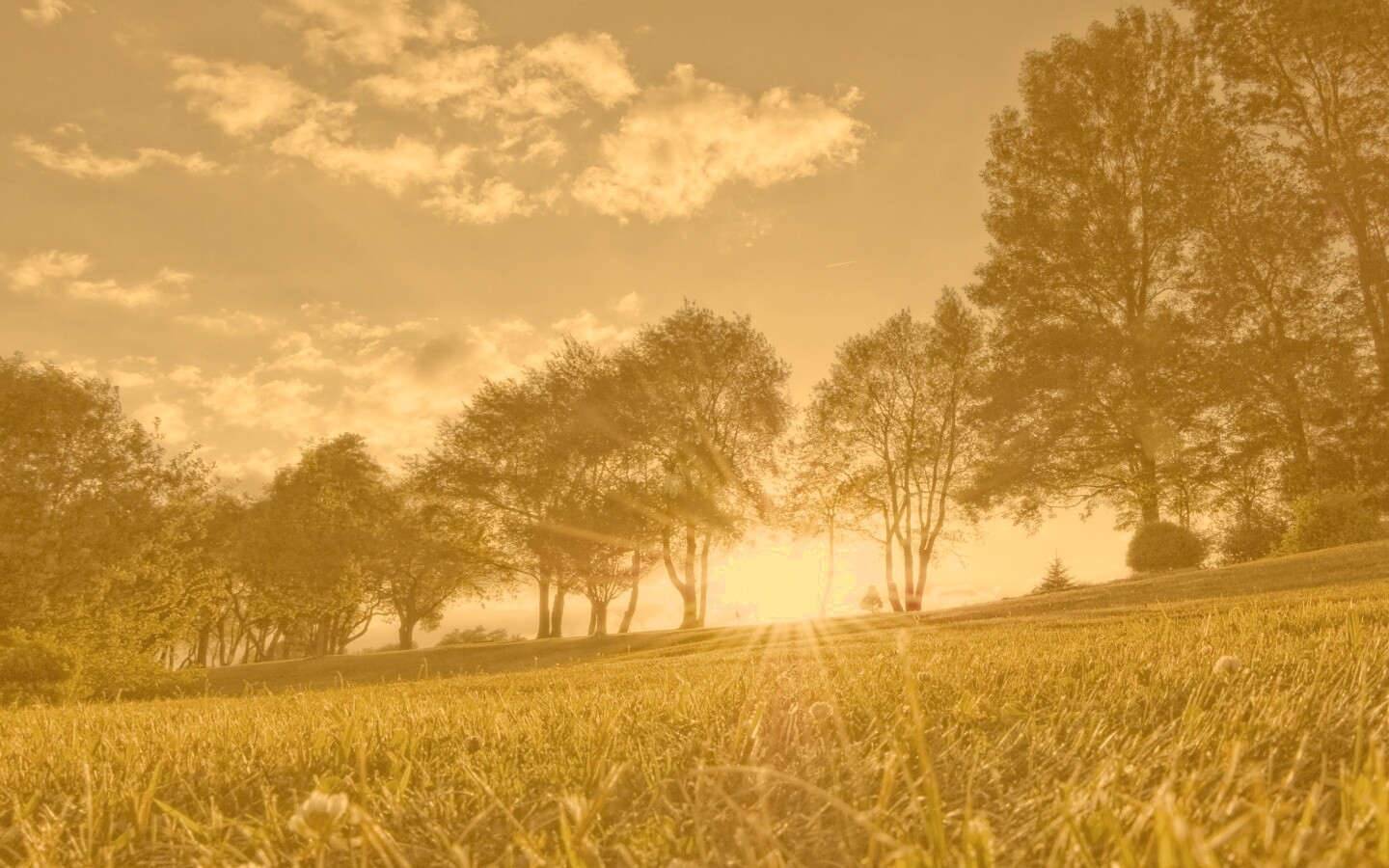 Лучи солнца на траве обои