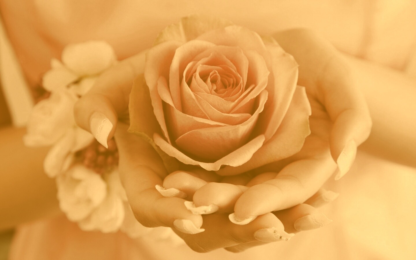 Роза в женских руках обои