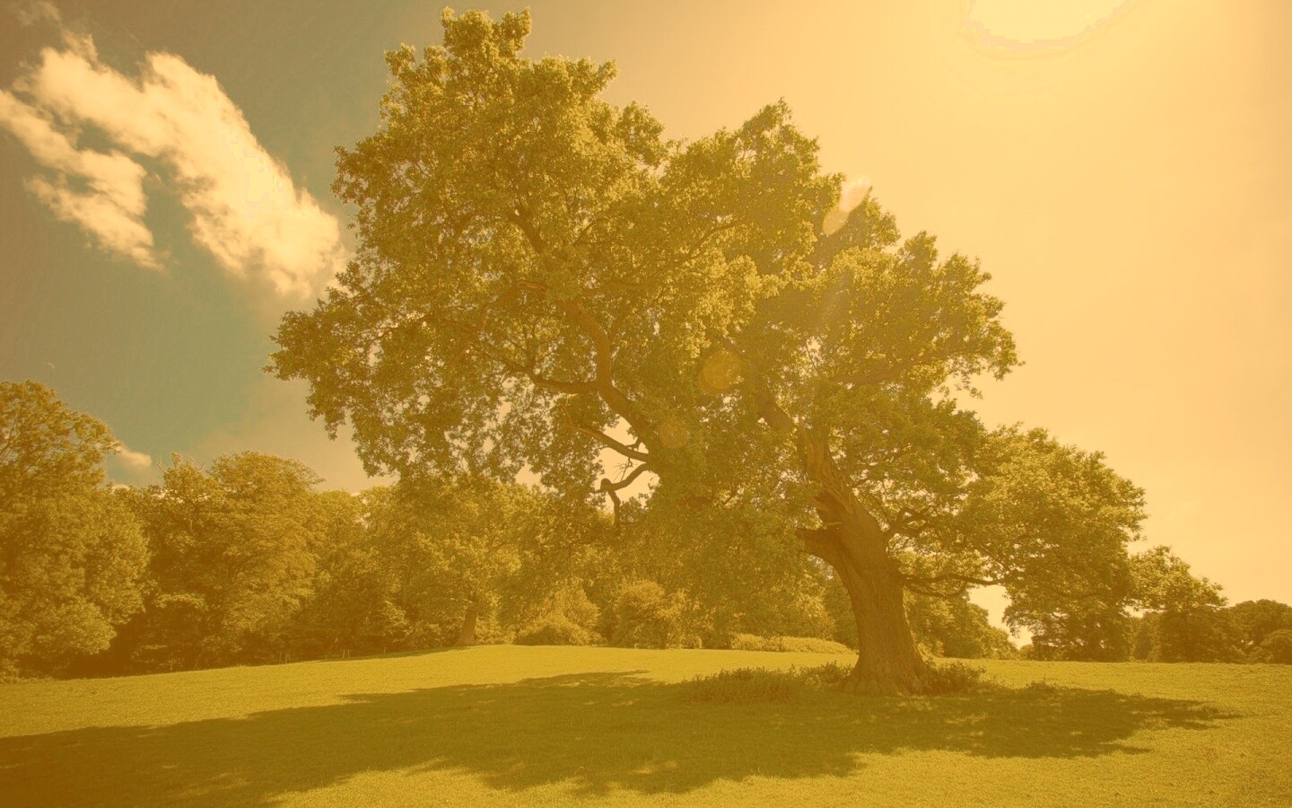 Большое зеленое дерево на лужайке обои