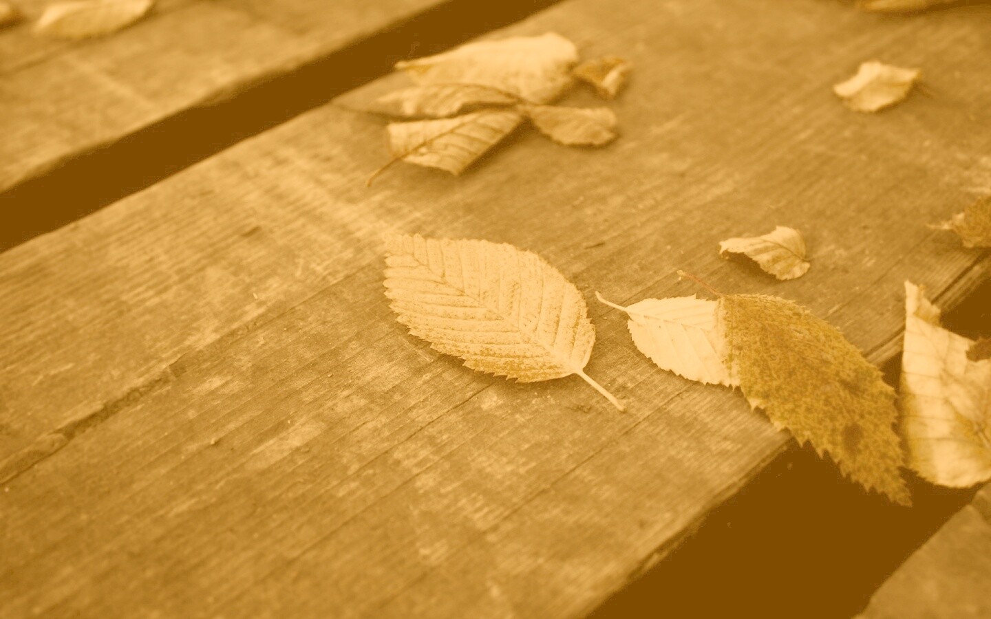 Опавшая листва обои