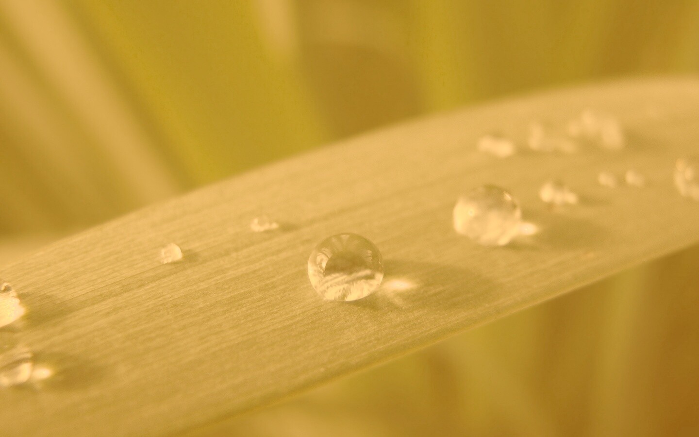 Капли росы на листе обои