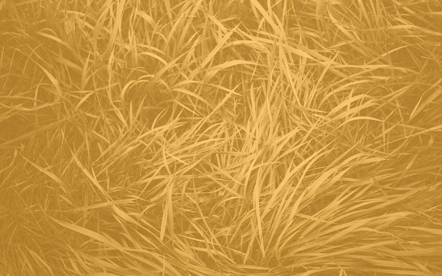 Блеклая трава обои