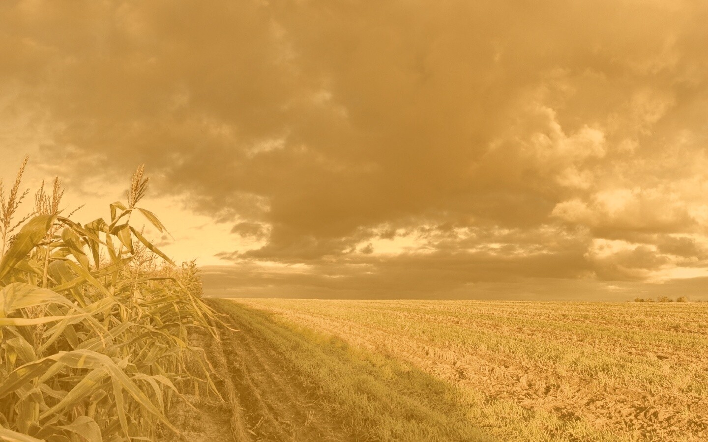 Кукурузное поле обои