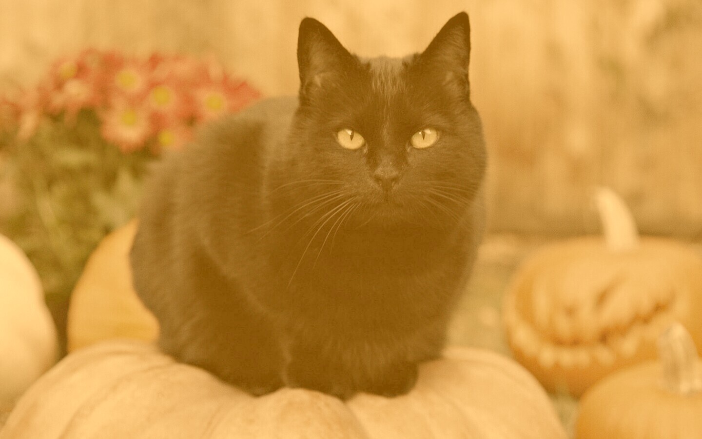 Чёрный кот на тыкве обои