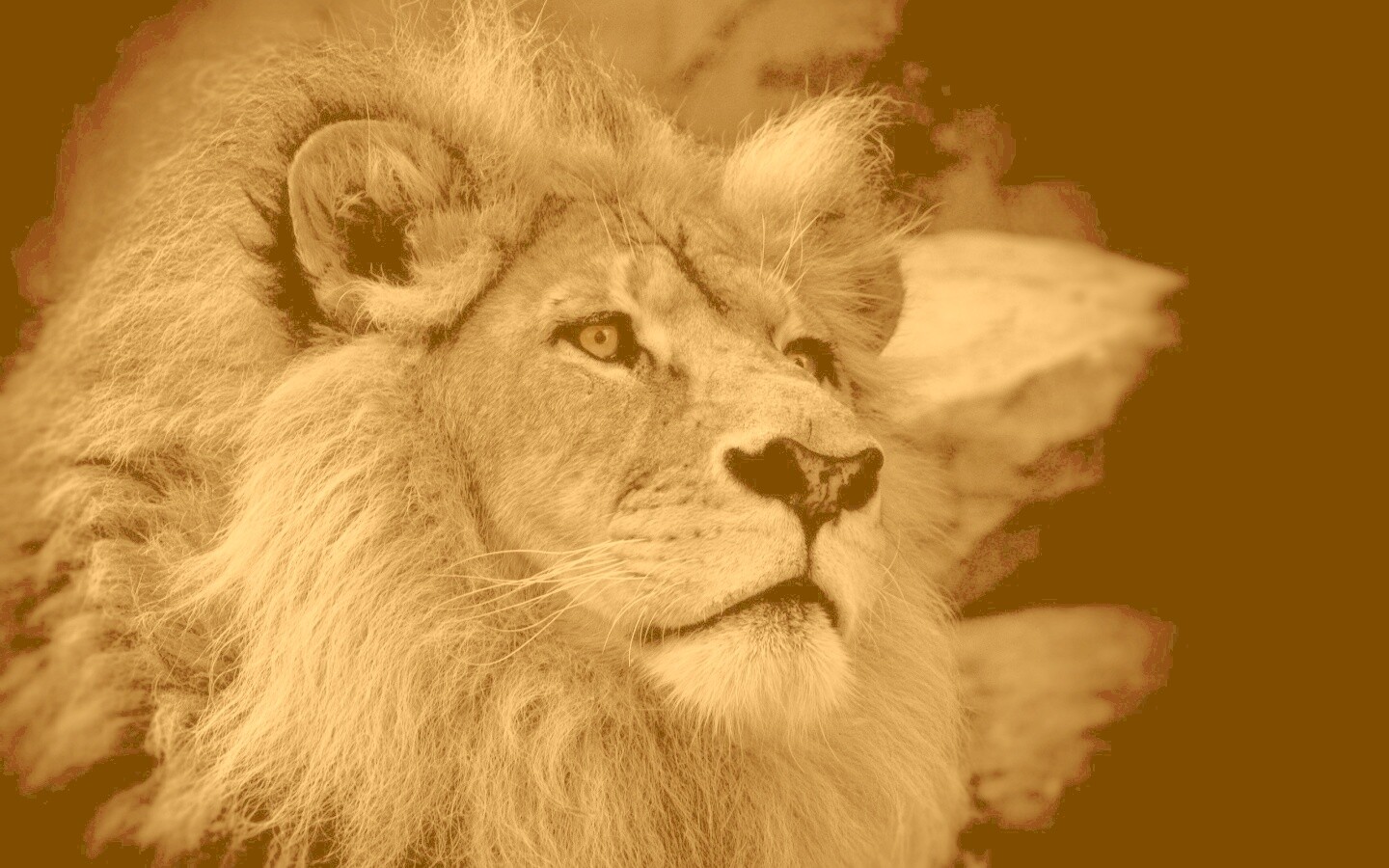 Гордый черно-белый лев обои