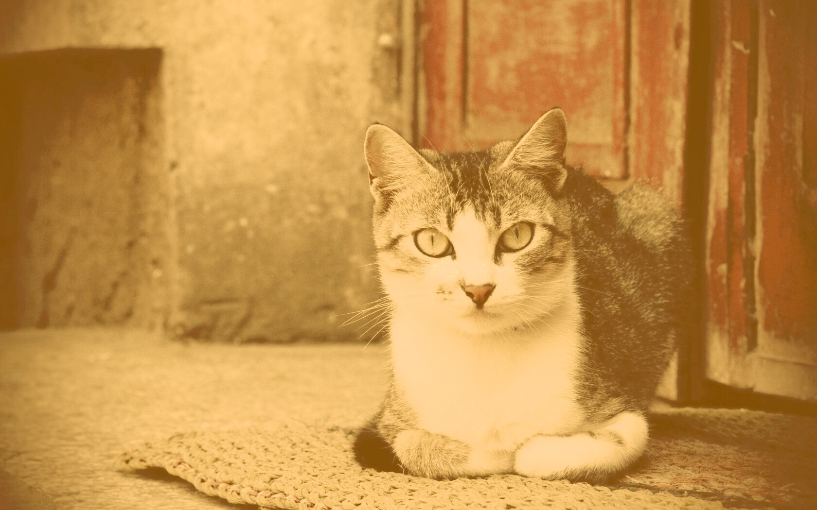 Кошечка на подстилке обои