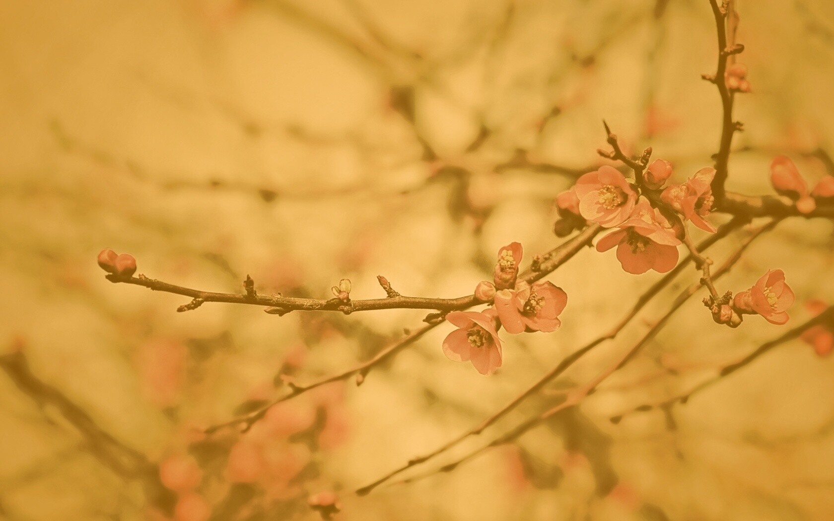 Весеннее цветение обои