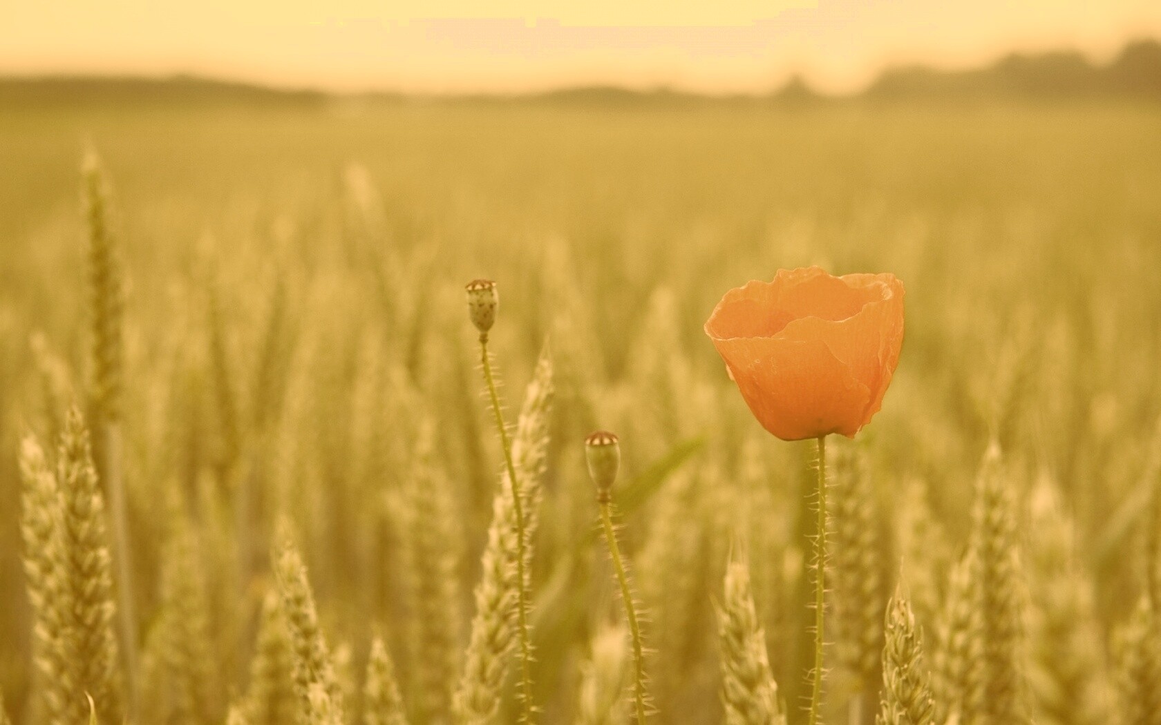 Первый распустившийся мак обои