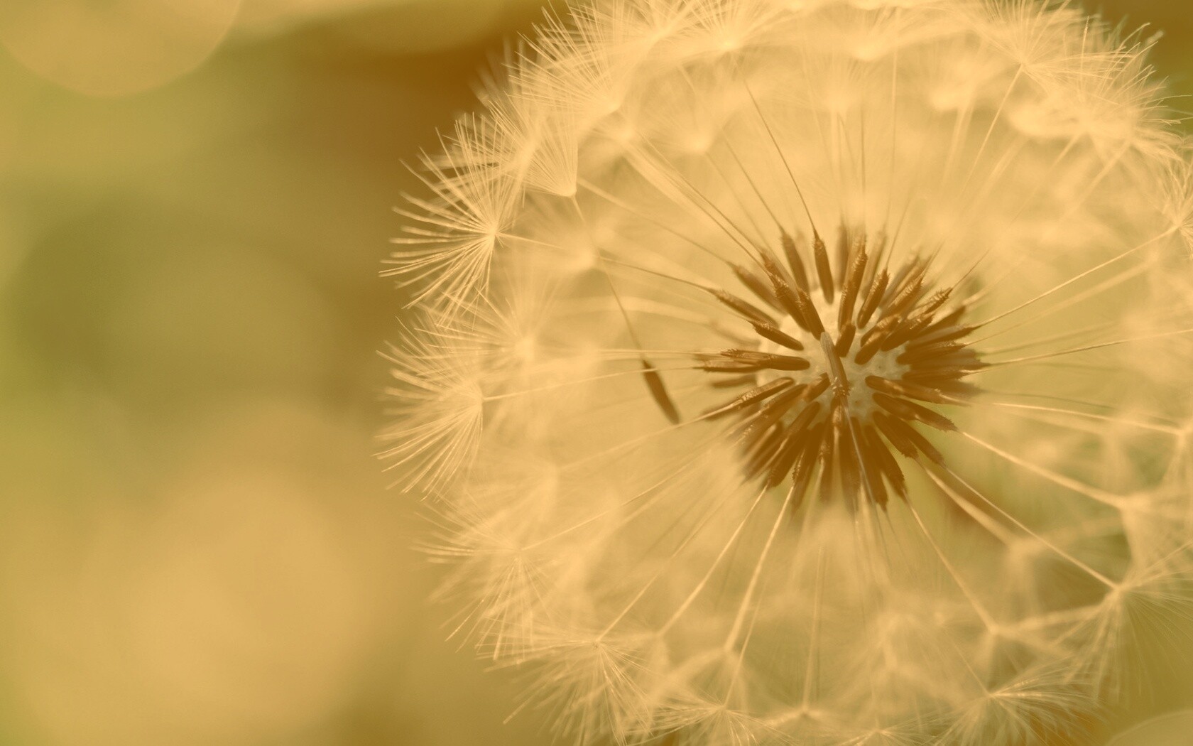 Макро фото одуванчика обои