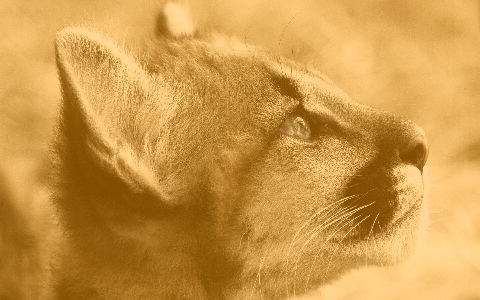 Оцелот смотрит вдаль обои