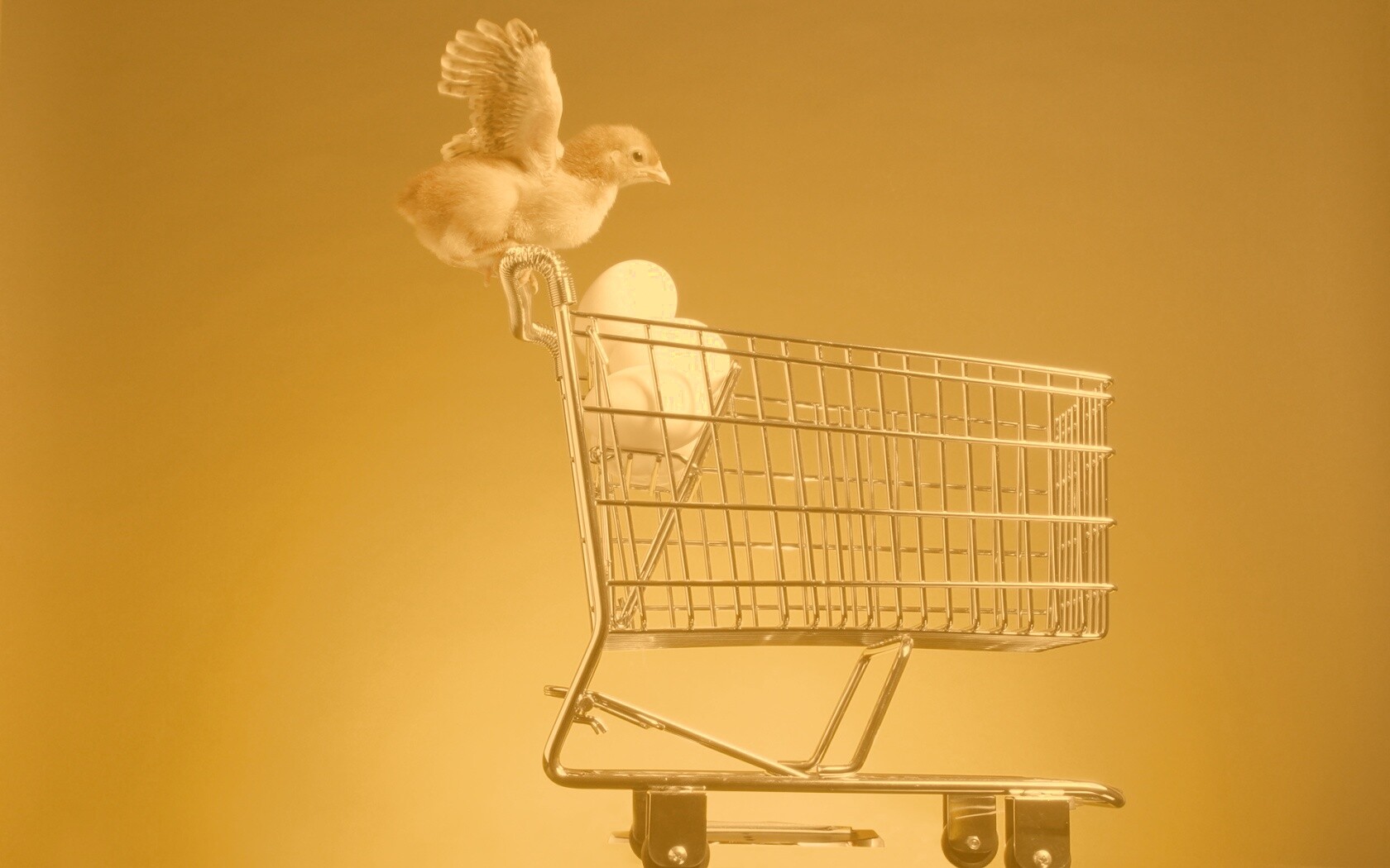 Цыплёнок покупает яйца обои