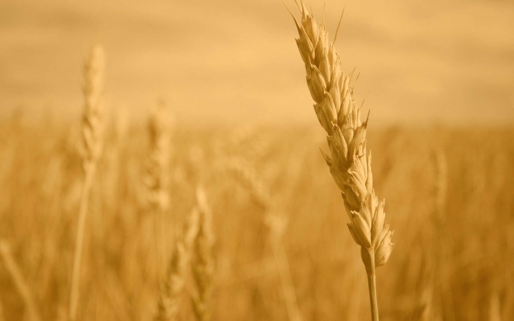 Колосок обои