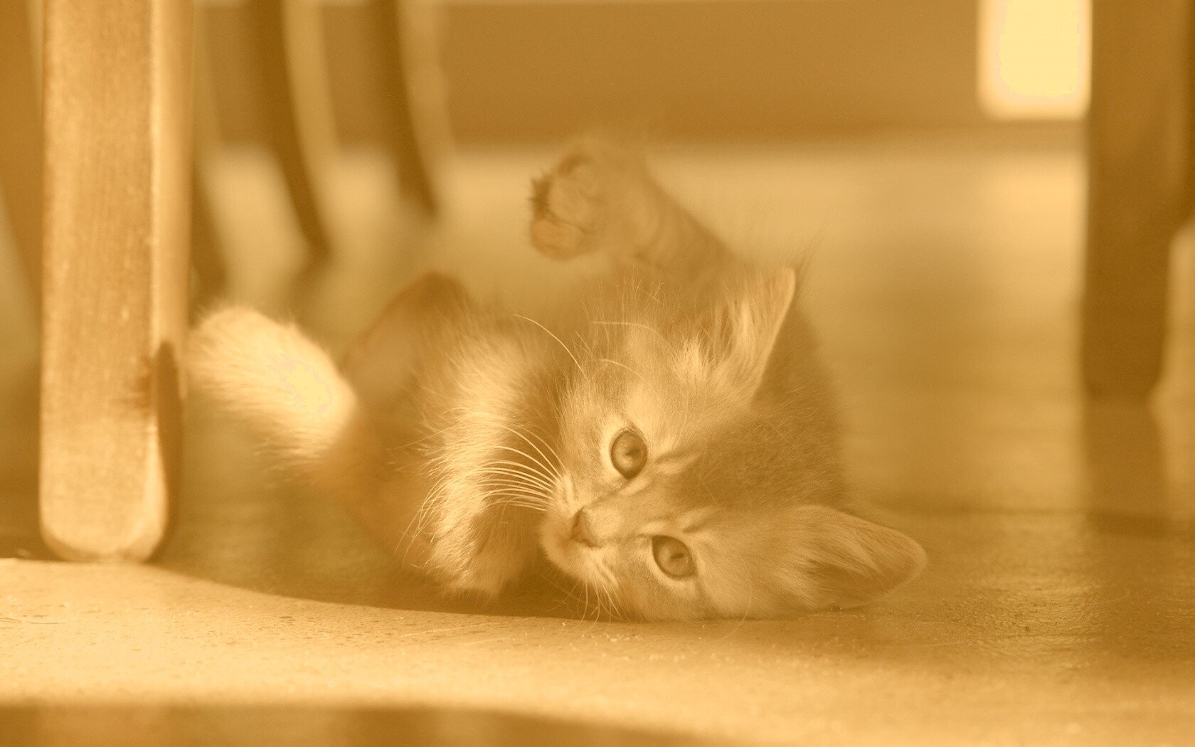 Котенок играет под стулом обои